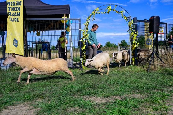 Blije schapen rennen zonnepark Enter in tijdens de officiele opening